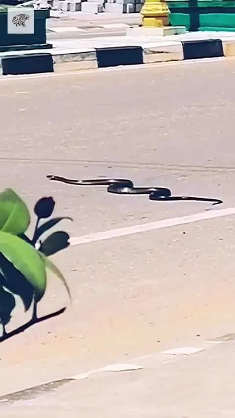 Snake run in a road more dangerous video