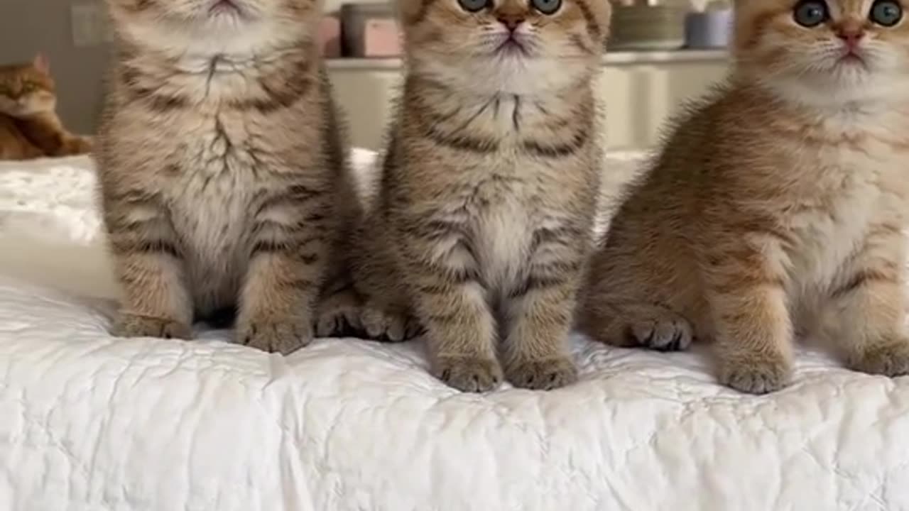 Cute Cats Dancing