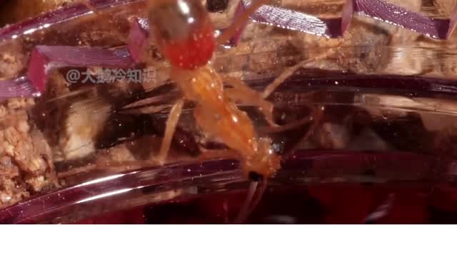 This is a kind of industrious ant, also a kind of burst candy