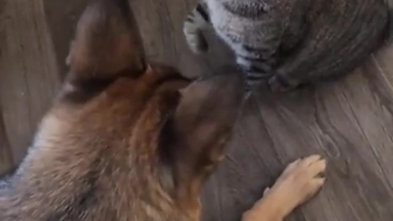 Cat vs dog funny fight 😁😂😂