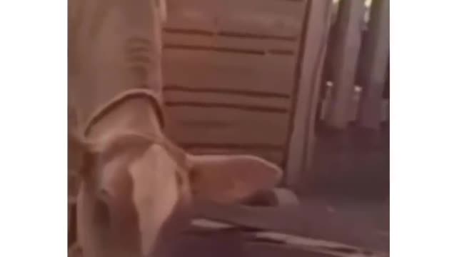 Funny animal video 🤣