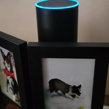 Alexa Admits There Was Massive Election Fraud In 2020, Amazon Freaks Out