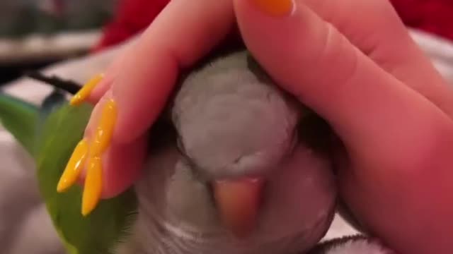 Parrot Coty loves to be stroked