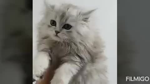 Lovely awesome cats meowing