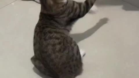 Cat fighting