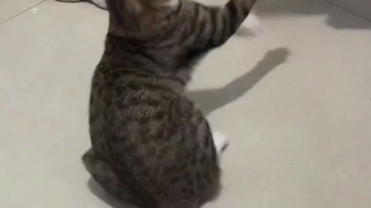 Cat fighting