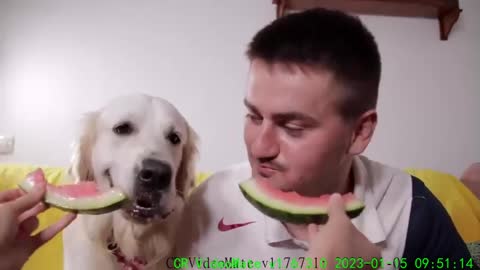 My Funny Dog and I Eat Watermelon