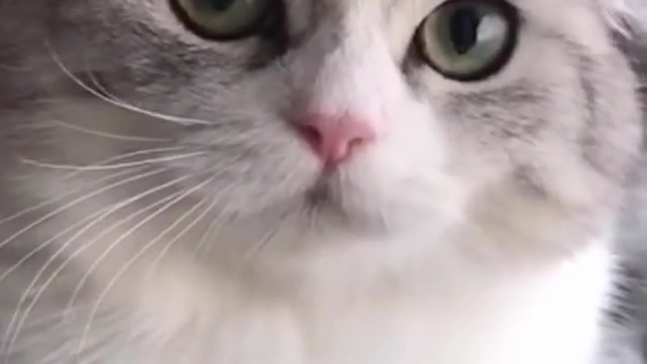 Cute Kittens Cat 🙀 #shortsvideo