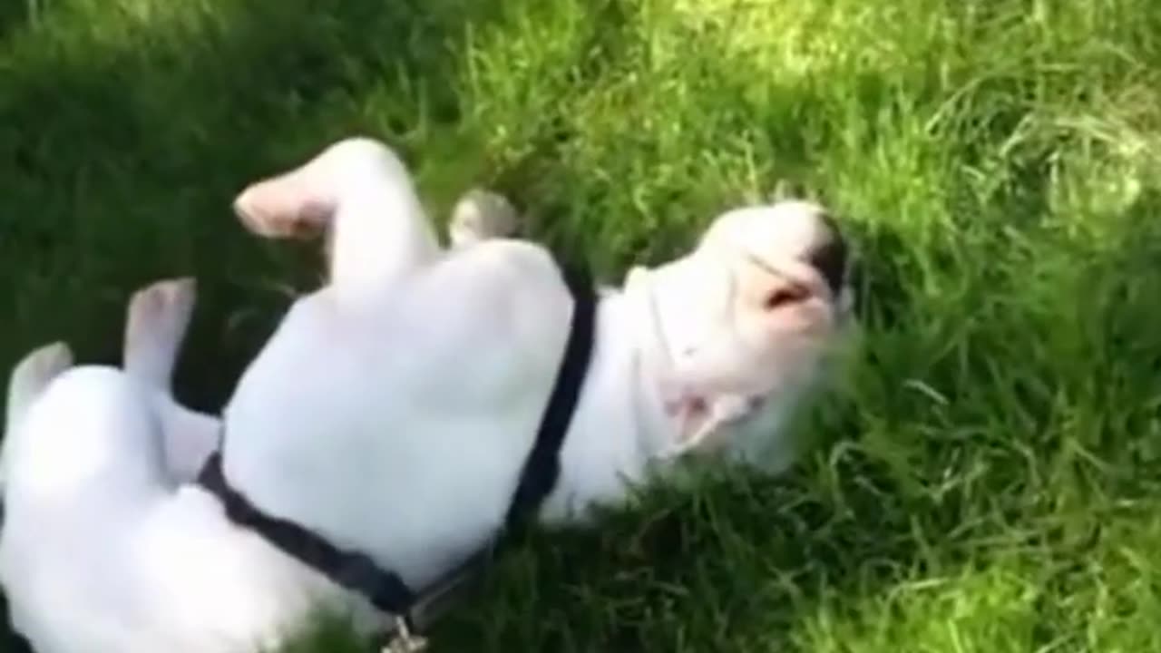 Funny Videos Dog Compilation