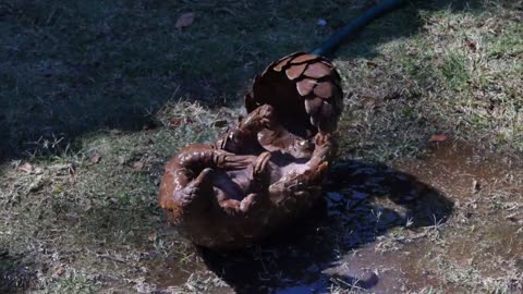 Pangolin Animal Wildlife