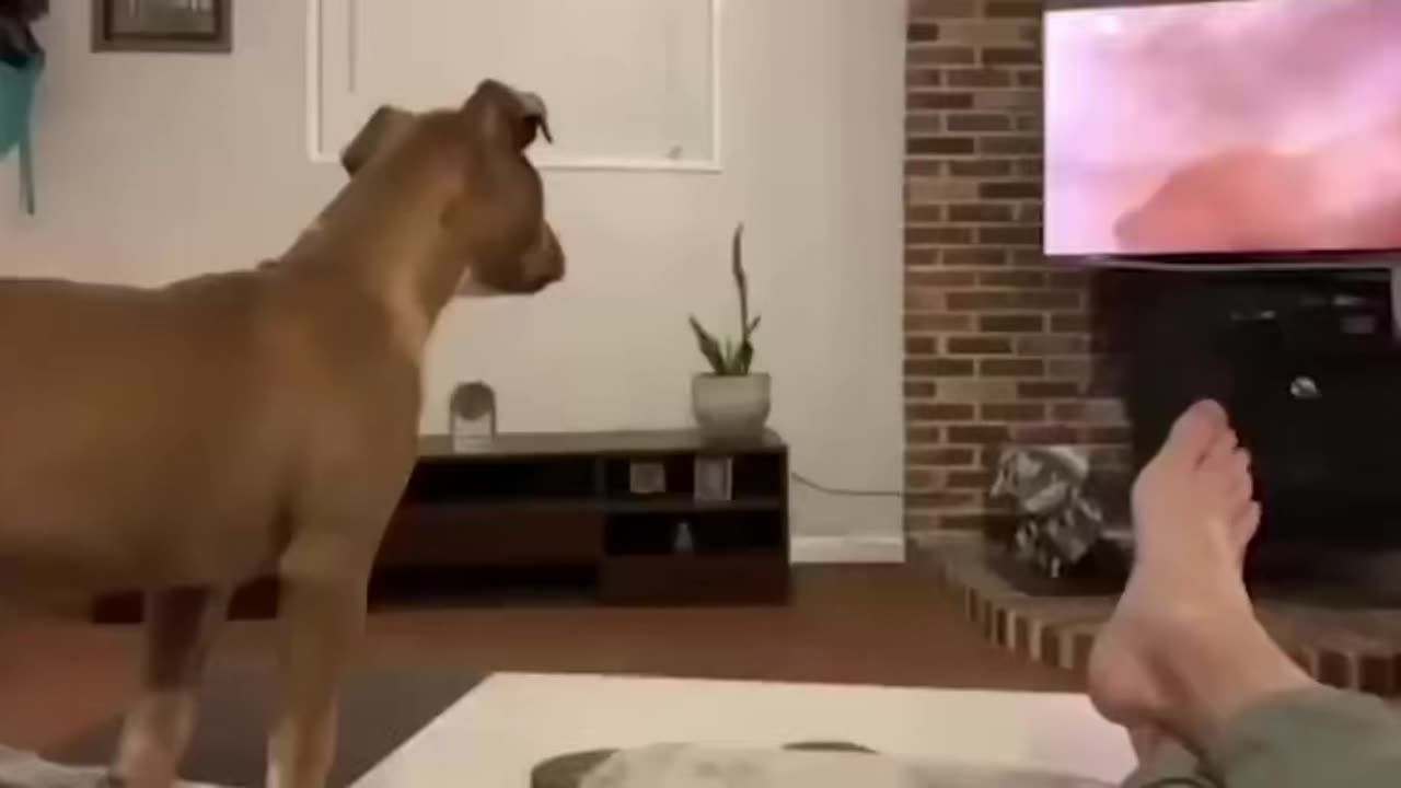 Cute dog reacts to lion king saddest scene