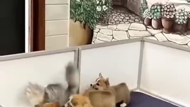 Funny cat fun with some toddler puppy