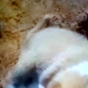 Watch this dogs wow fantastic thosse dogs love together