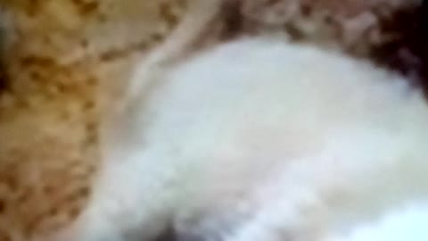 Watch this dogs wow fantastic thosse dogs love together