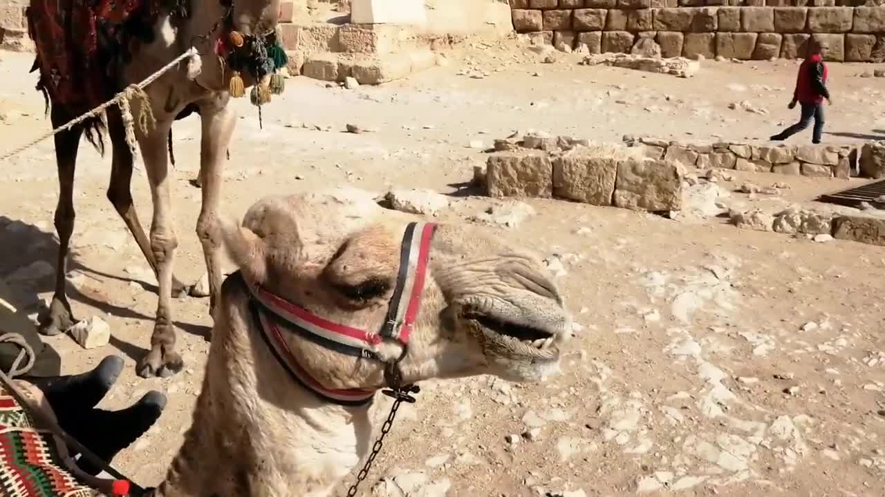 Pyramids - Giza - Egypt - Wonders of the world - HD-video - No copyright