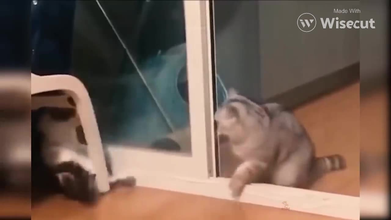 Baby cat - cate and funny cat videos complationd | animal |