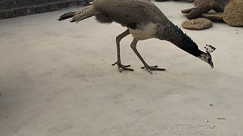 baby feeding peahen | peacock | Pet peacock