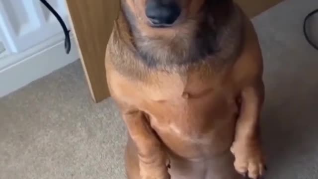 Crazy Funny Dogs Viral Clips😹|| Best #funny Cute Dogs