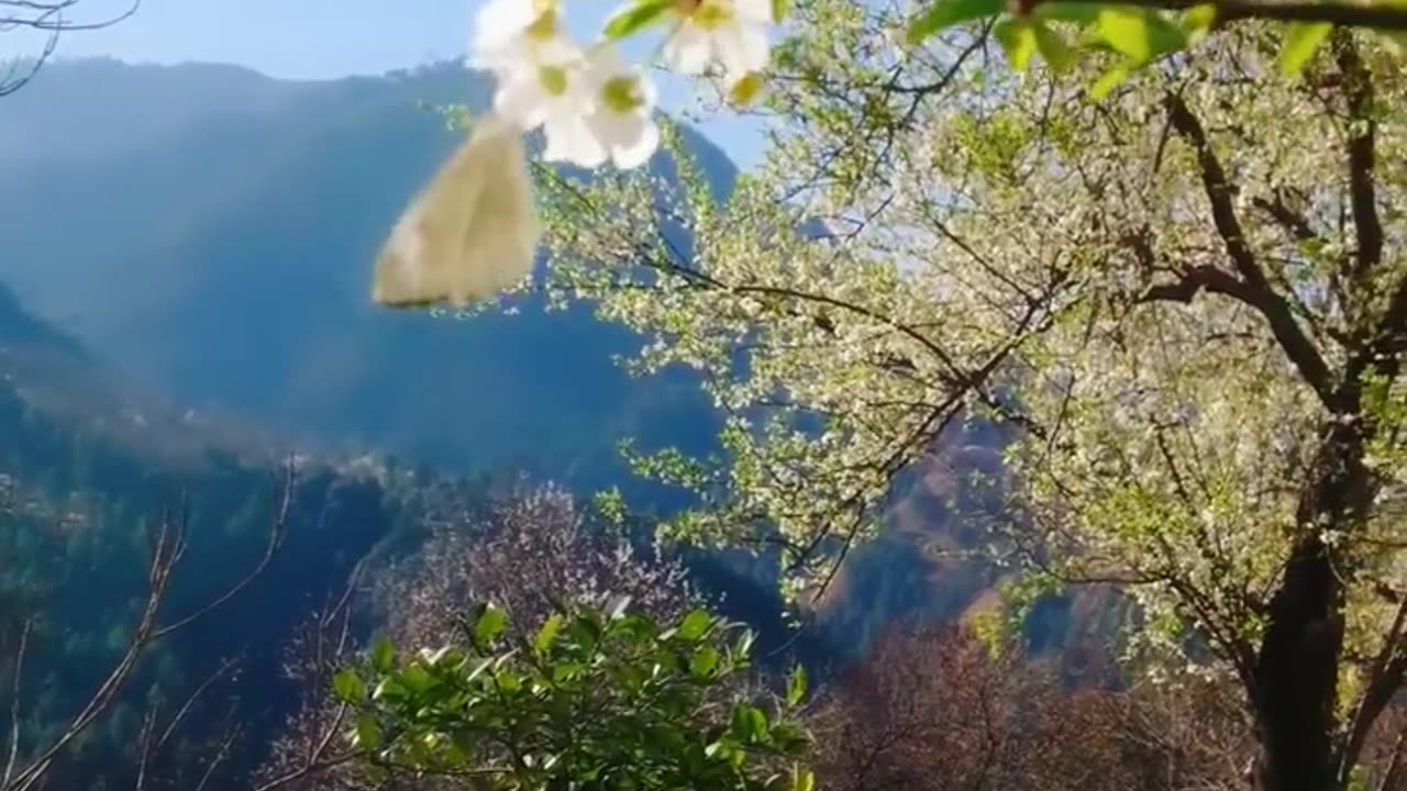 Butterfly on Flower