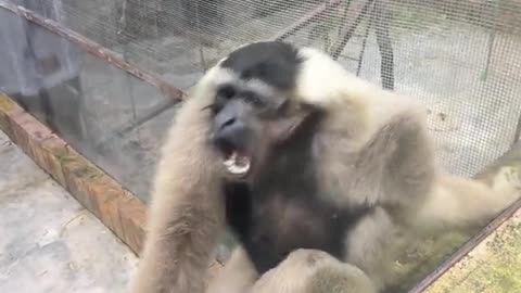 Monkey funny reactions