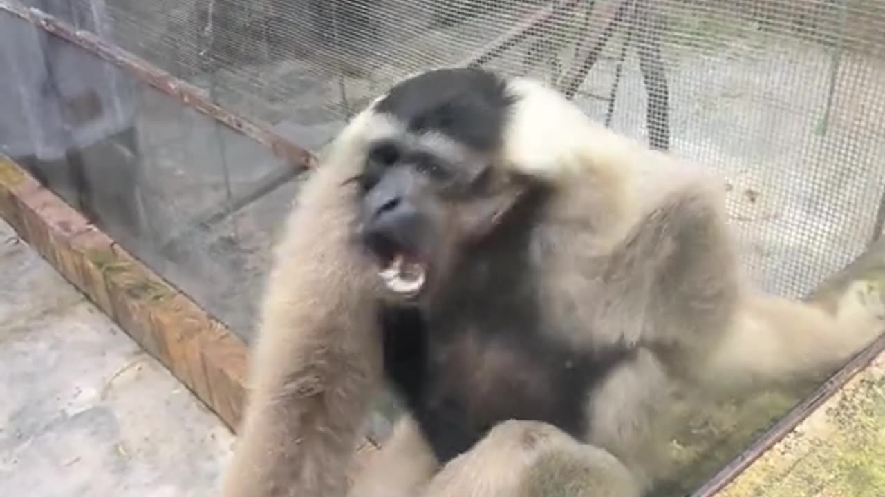 Monkey funny reactions