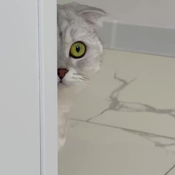 There was no trace of Sonya's pranks 🐾 #cat #cats