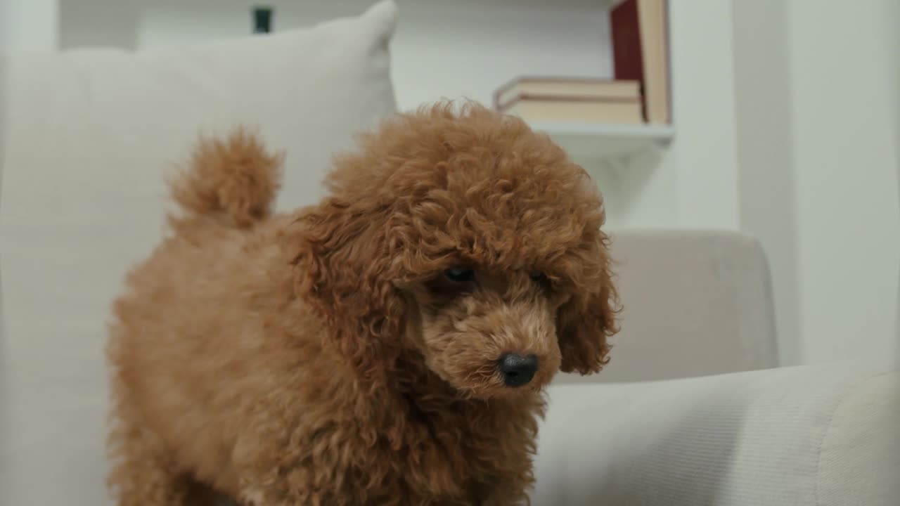 Cute dog