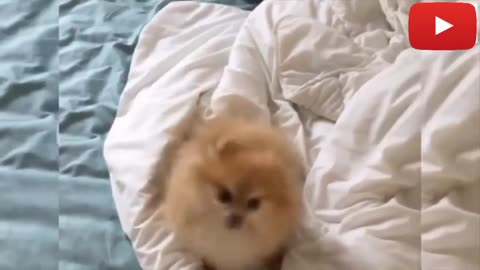 Cute dog funny video🤗🦮