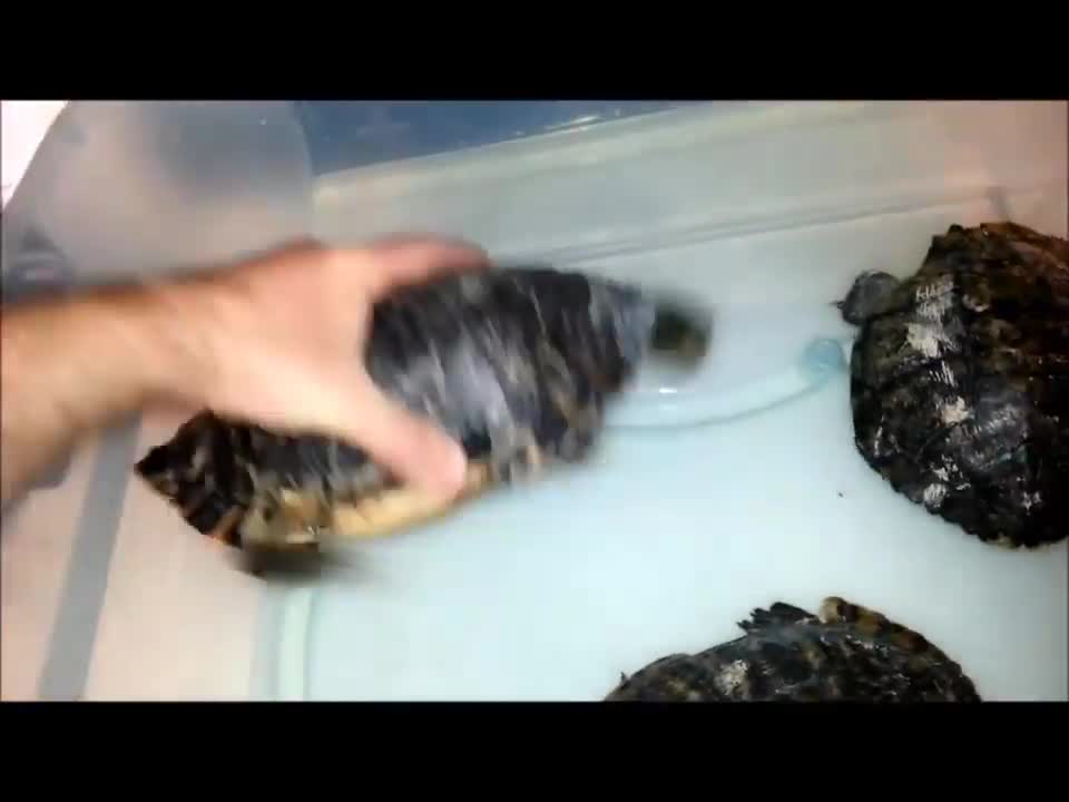 Remarkable Progress in Aquatic Turtle Rehabilitation