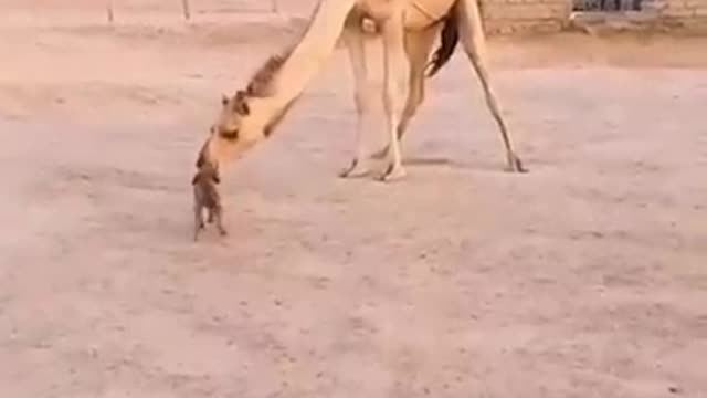 CUTE FLUFFY DOG AND CAMEL best friends