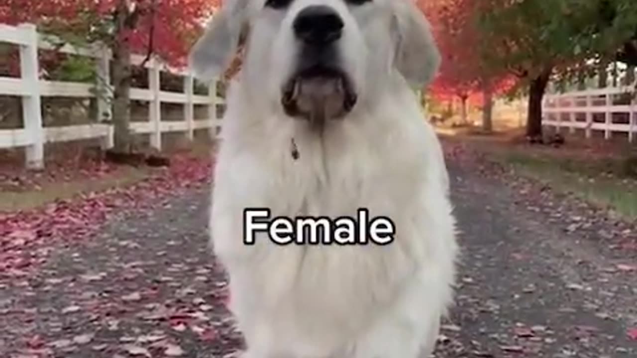 They have 10 Dogs! 😱