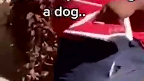 Top Funny Viral Dog Videos.