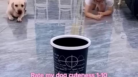 How to train a dog