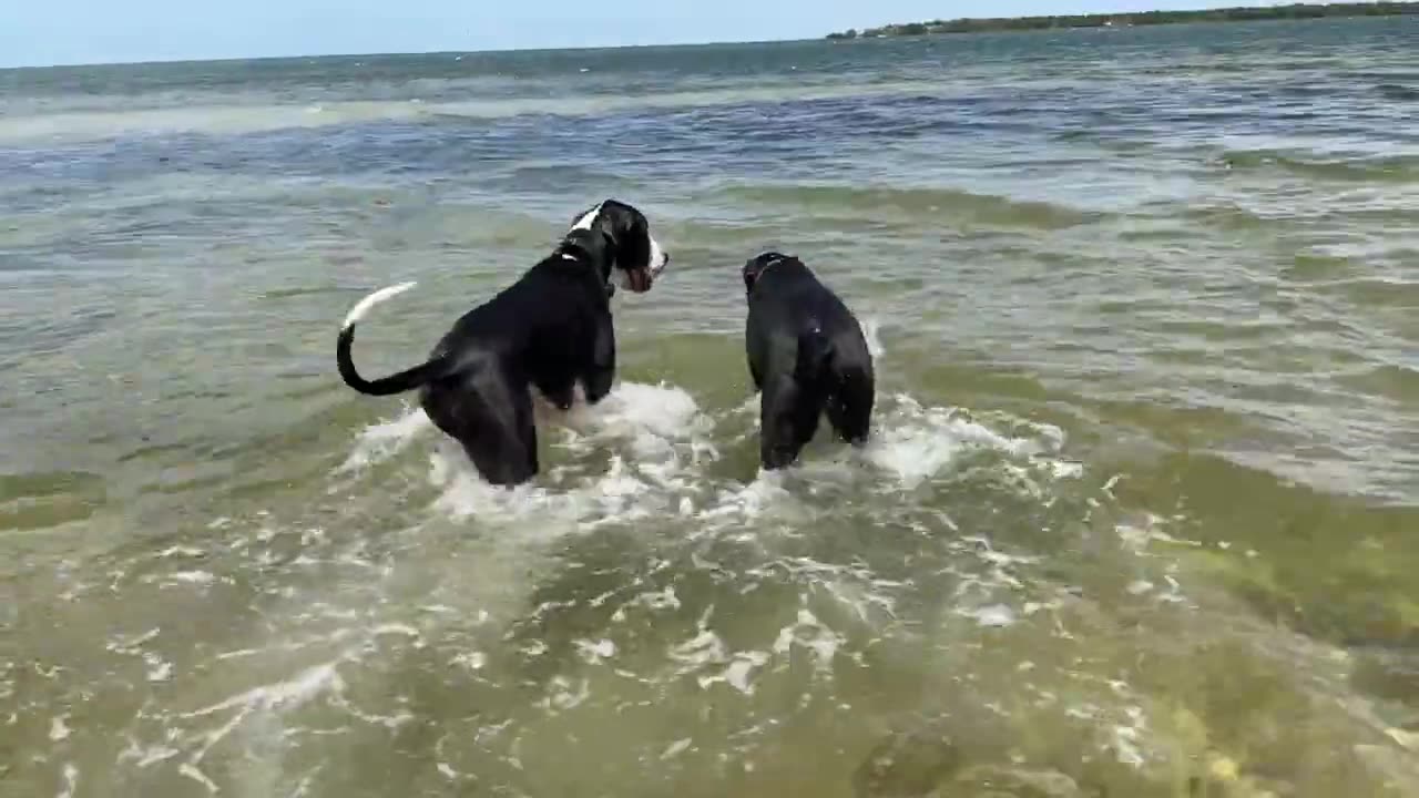 Great Danes love to bounce and splash in the surf