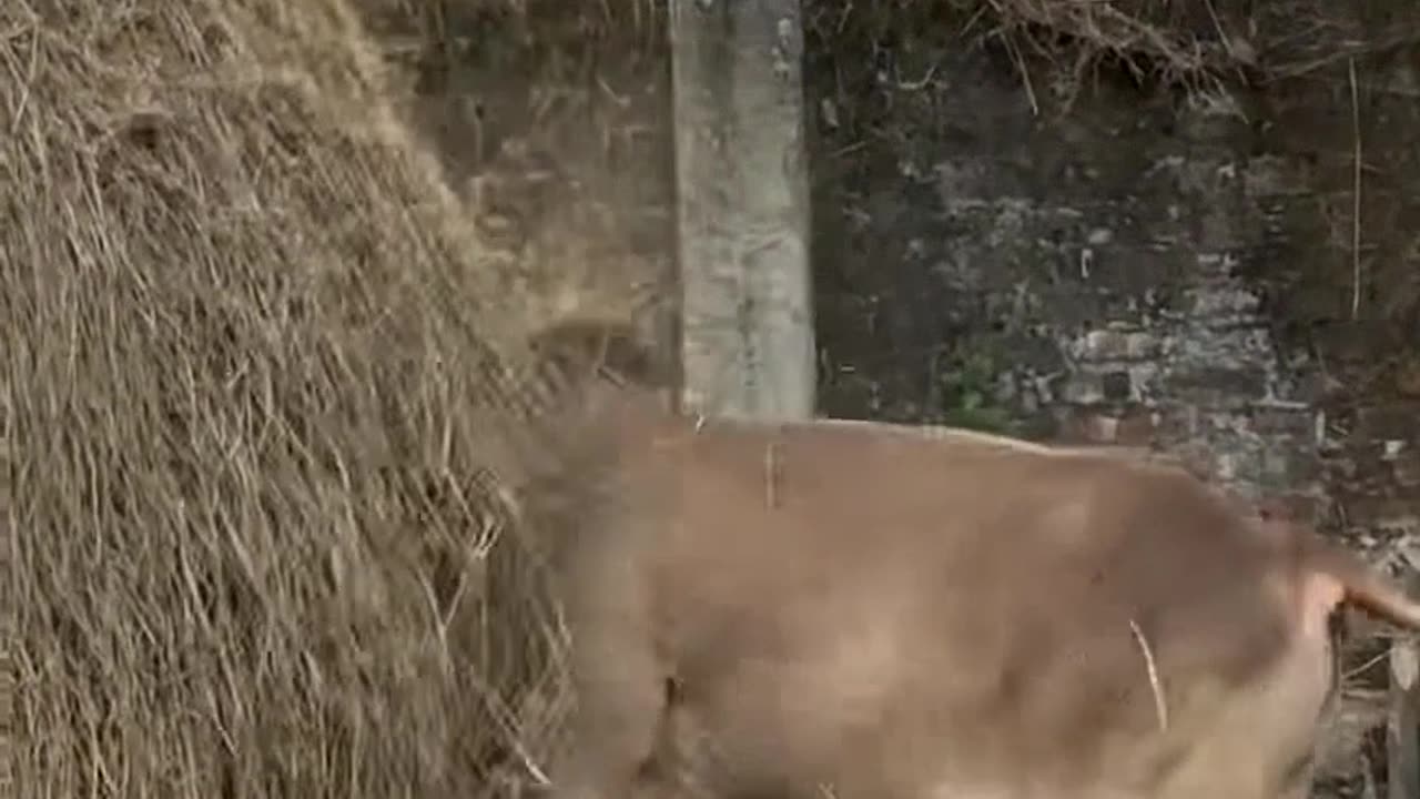 Be careful 🐮