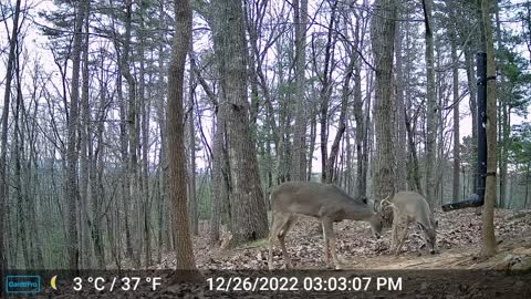 The Woods – 12/27/2022