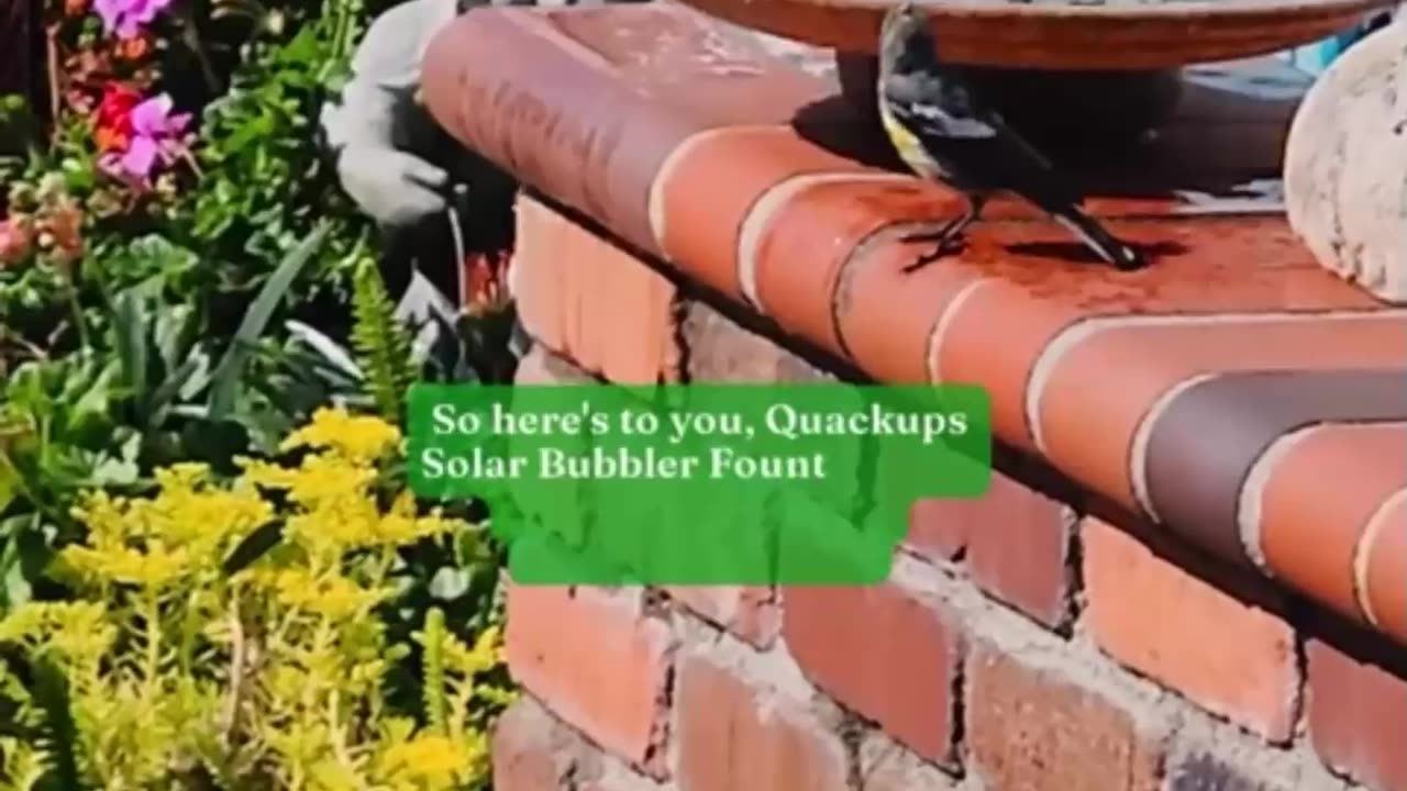 Quackups Solar Bubbler Fountain for Hummingbirds