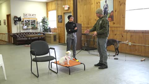 Build Confidence in your Dog: Develops your Dog's "Hidden Intelligence"