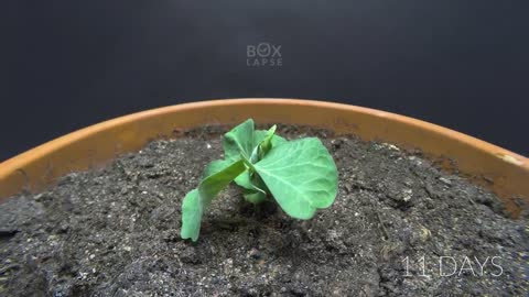 PURPLE PEA Time Lapse - Pea to Pod in 43 Days
