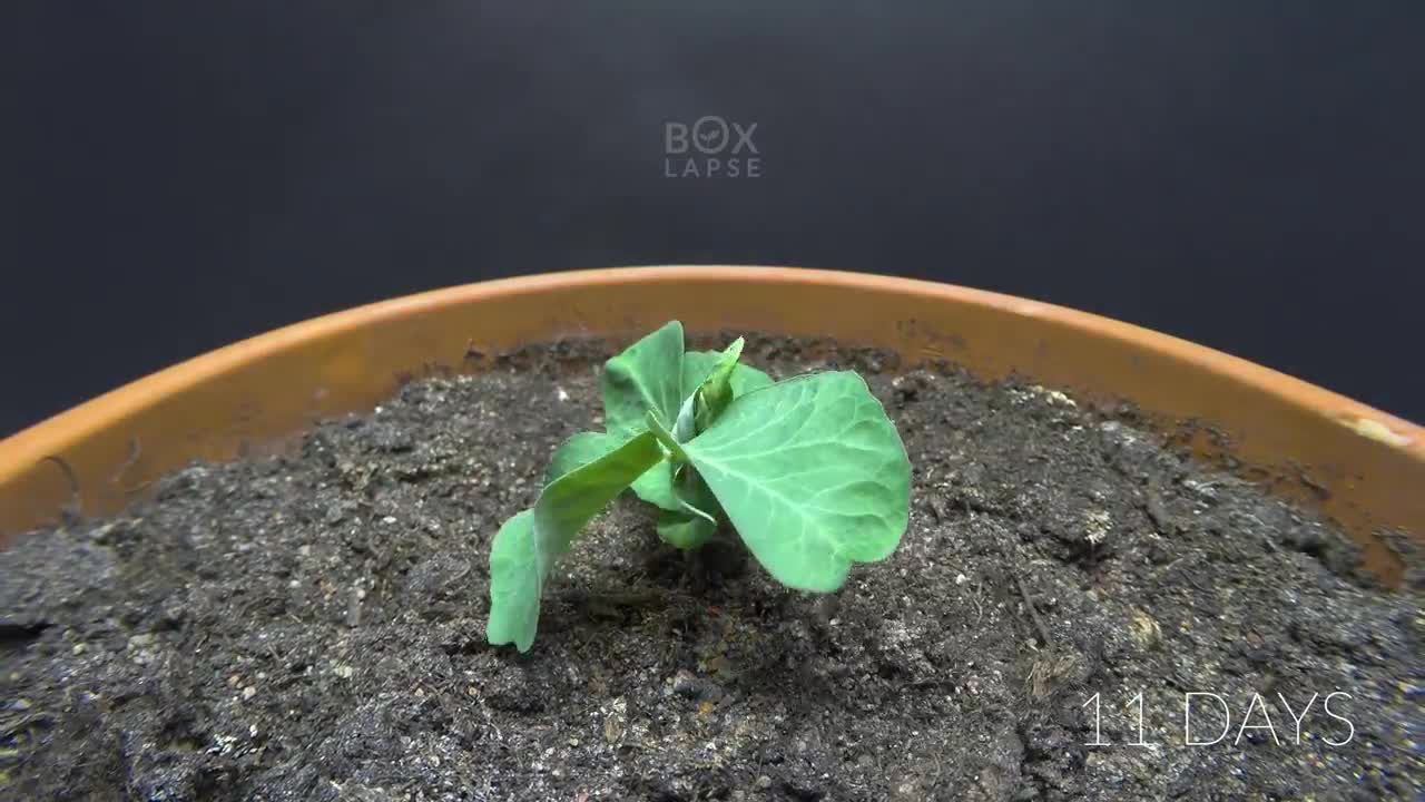 PURPLE PEA Time Lapse - Pea to Pod in 43 Days