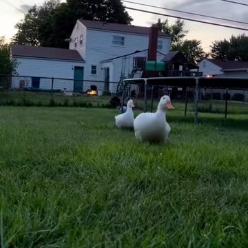 Funny Elephant and Duck