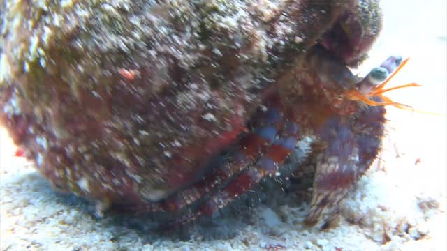 "Little Guy" Humor 🤣