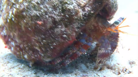 "Little Guy" Humor 🤣