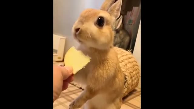 Little rabbit likes to eat vegetables