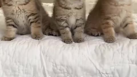 Kitten dance