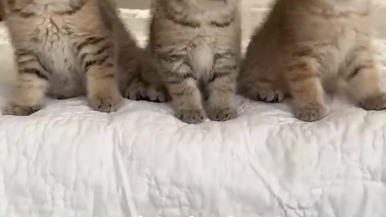 Kitten dance