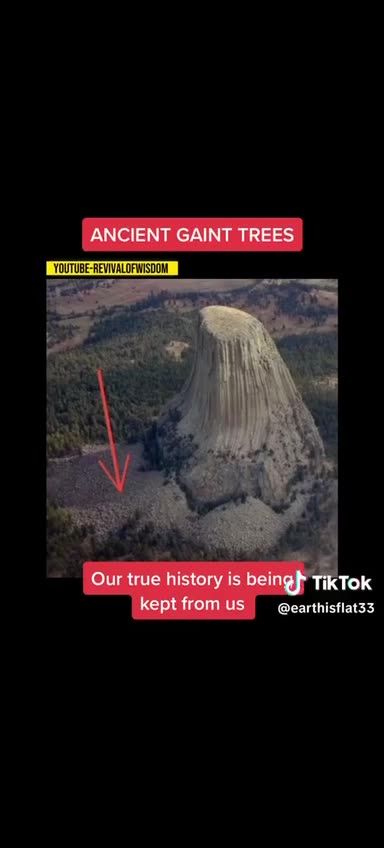 Who cut all the forests?