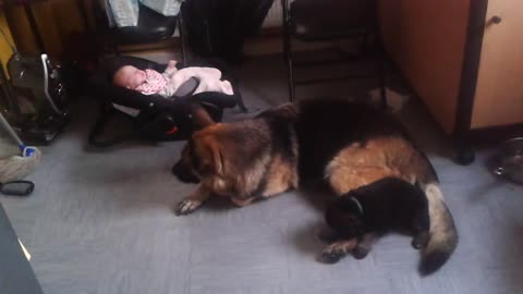 German shepherd mom teaching pup bite inhibitionlovely