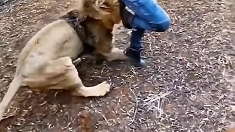 खूंखार टाइगर 🐅 ने दबोचा इस शख्स को 😱 | Tiger Attack | #shorts