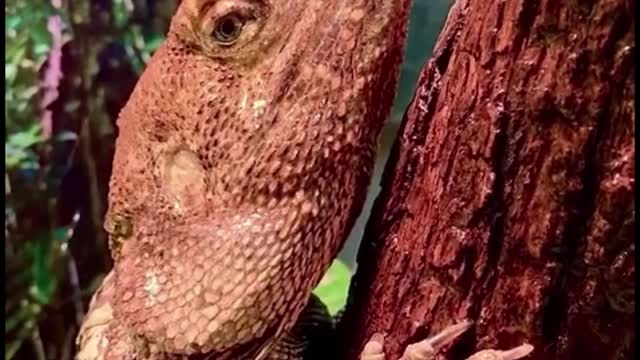 Is this a lizard or a chameleon?